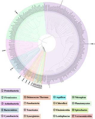 A metagenome-wide association study of the gut microbiota in recurrent aphthous ulcer and regulation by thalidomide